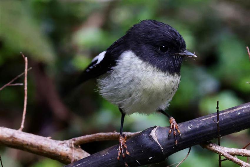 bird-in-an-environment.jpg