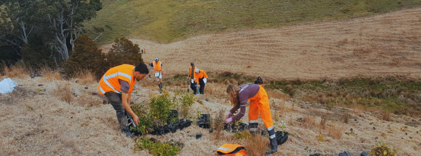Photo of people planting trees on a dry hill side