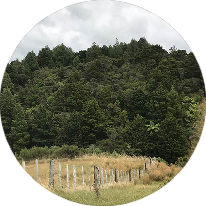 An ecosystem