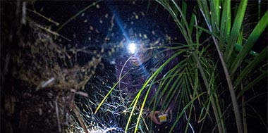 Entomoligist putting invertebrates under the spotlight