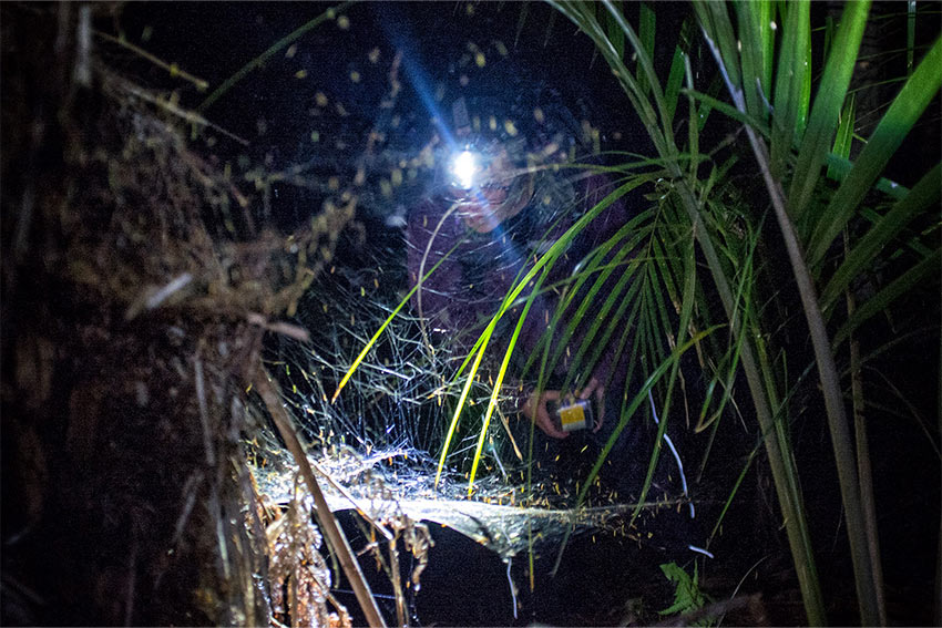 Greenery lit up by torchlight in the widerness
