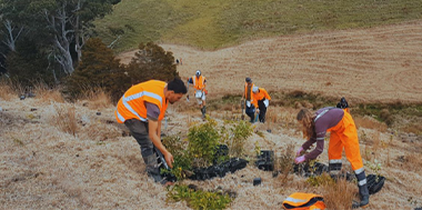 A few people planting trees on a dry hillside